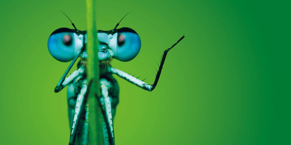 Insekt med store blå øjne på blad.