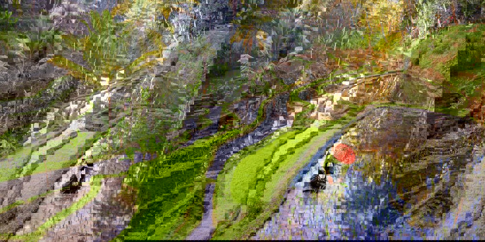 Smukt grønt jungleområde med vandløb.